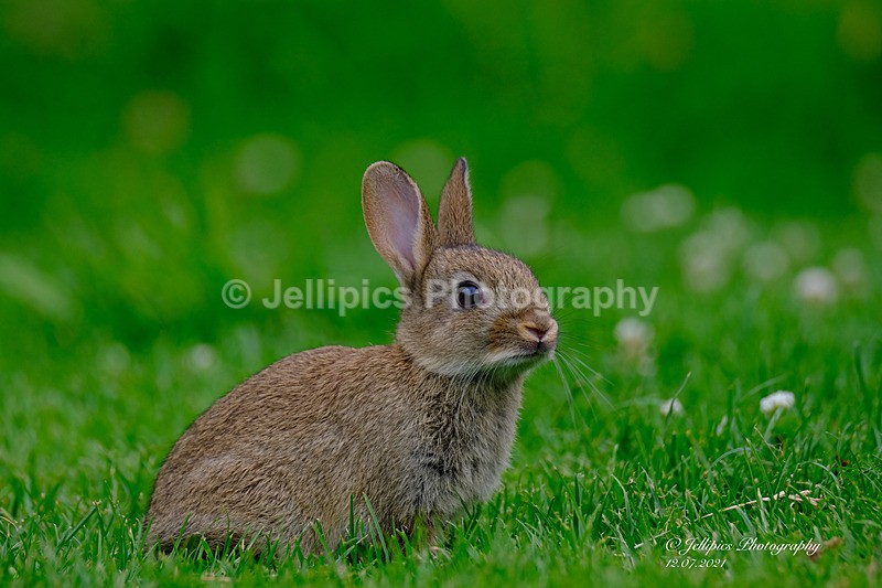  - Wildlife and Nature