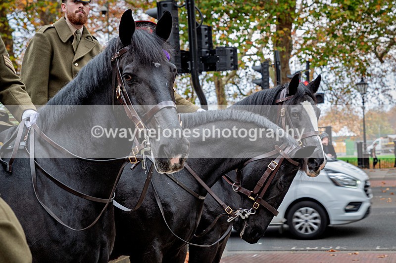 Z62_4443 - Animals In War Memorial 2025 - Park Lane, London