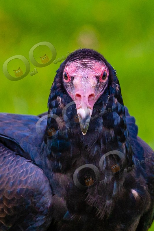 turkey vulture Cathartes aura-4396 - BoP from around the world