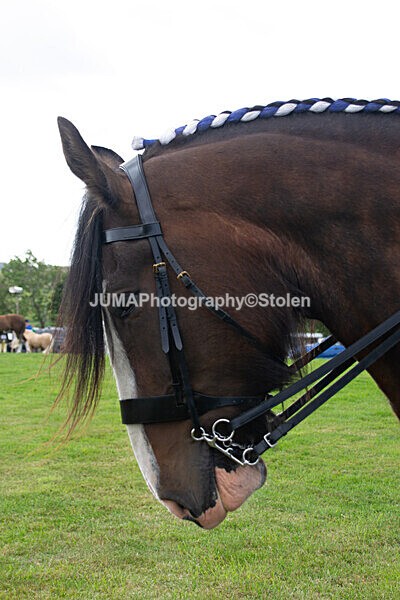 DSC_0212 - Ring 1