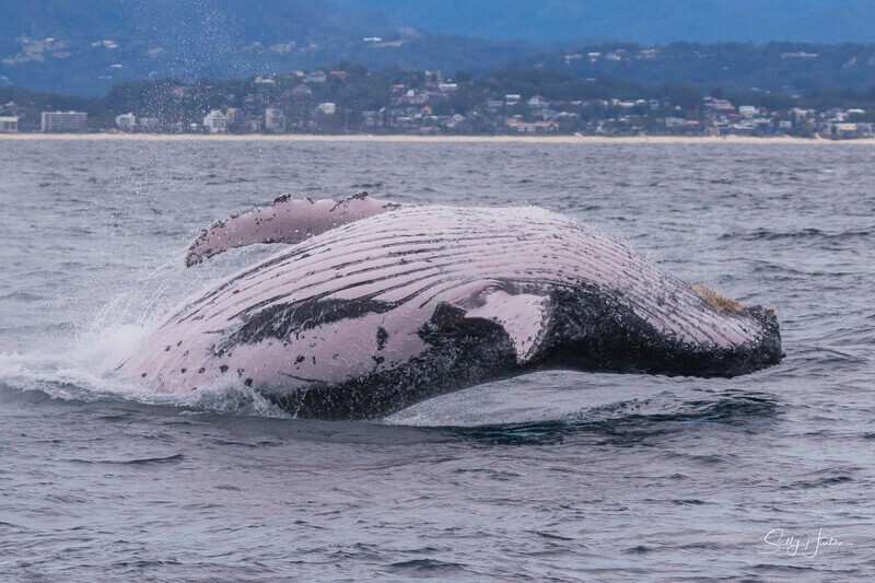 0A3A5675 - 2024 Whale Photos