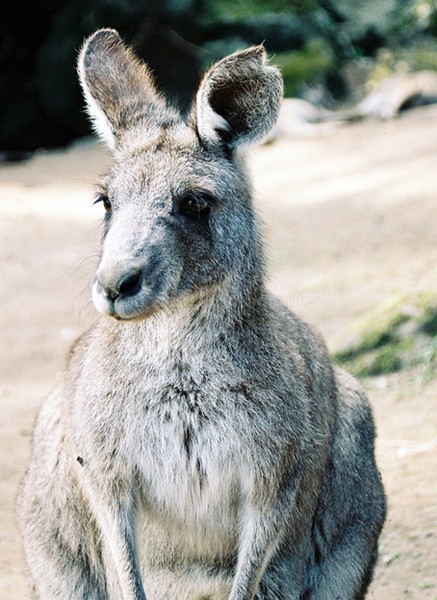  - Australia