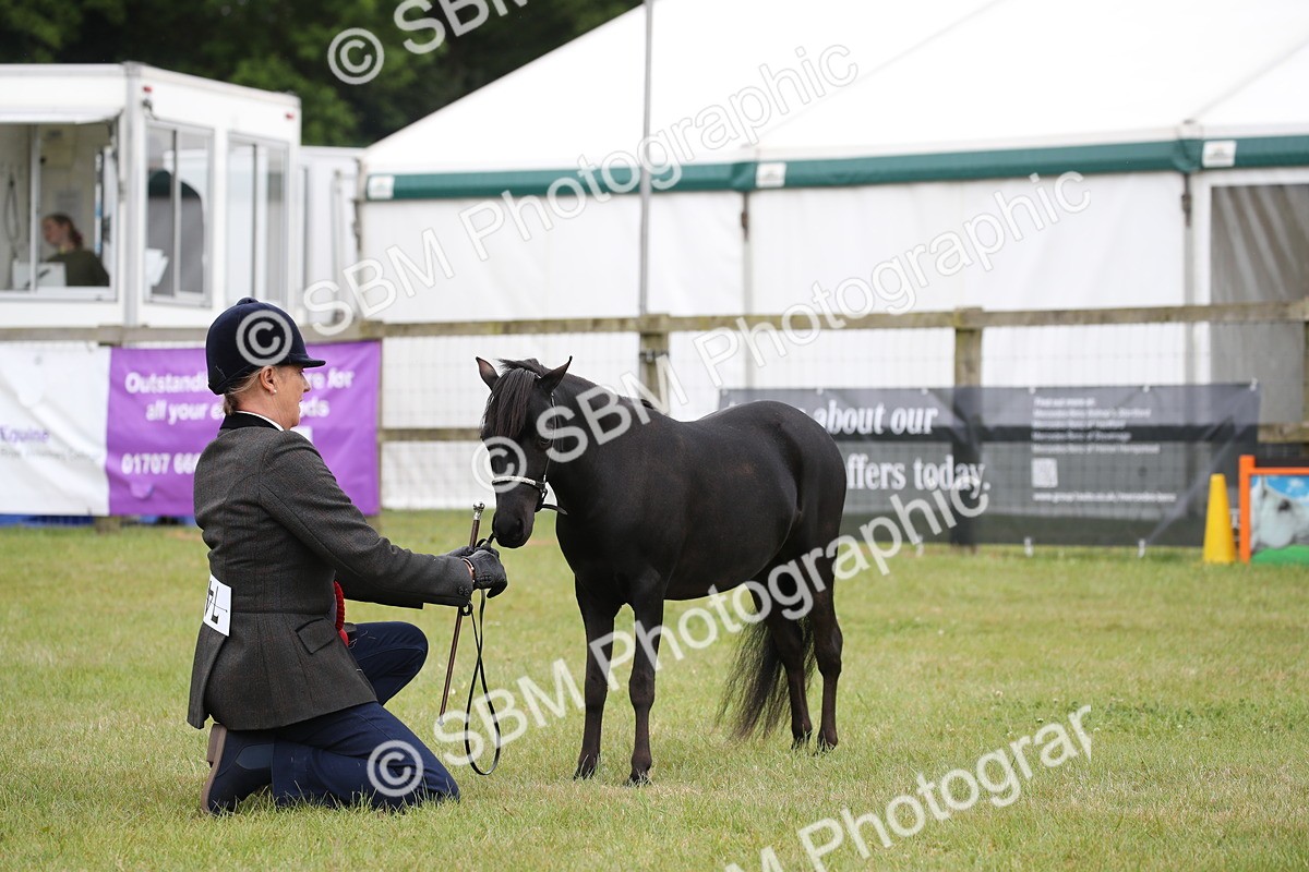 SBM_03547 - Class 23-25 - British Miniature Horse of the Year
