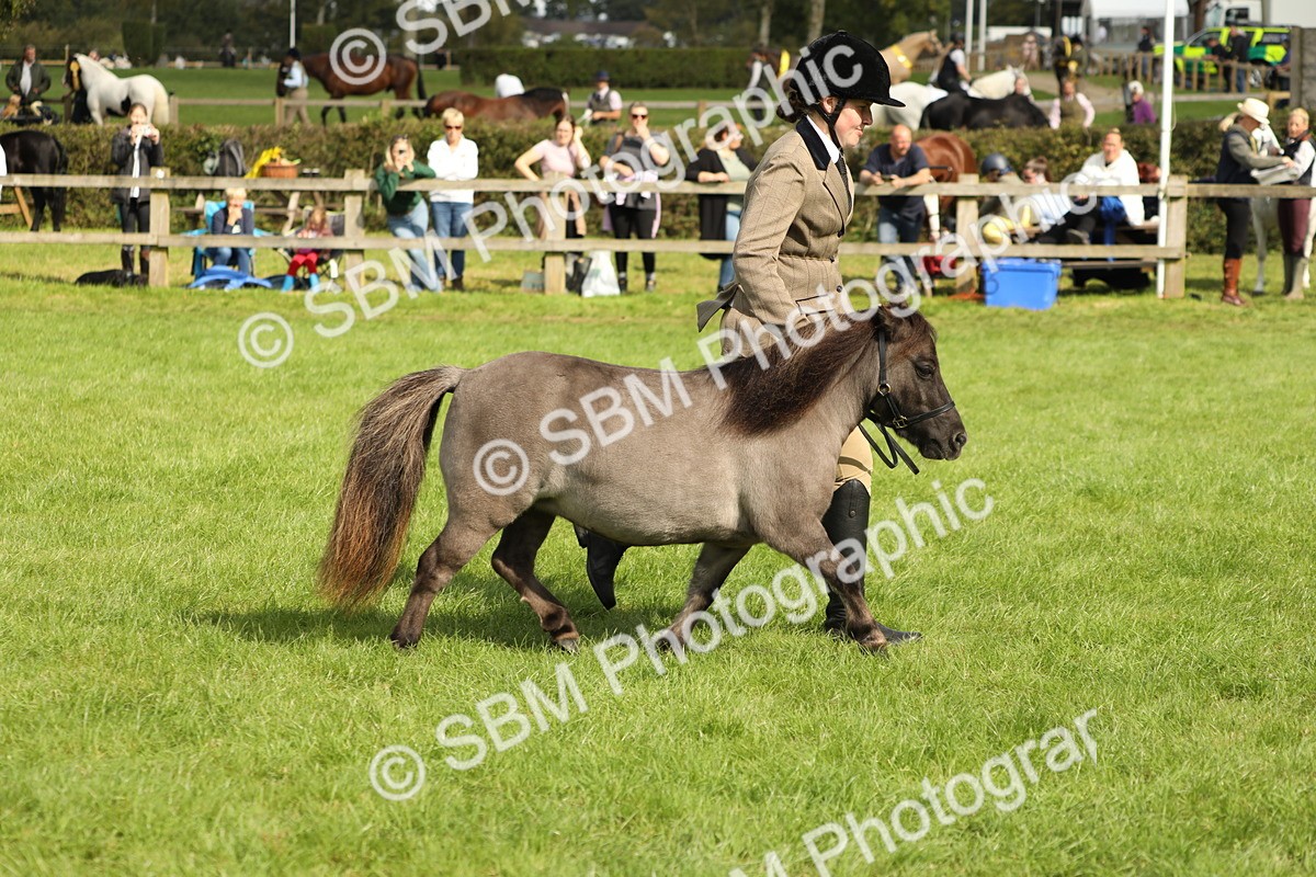 SBM_62800 - S46 - Mountain & Moorland In Hand Small Breeds