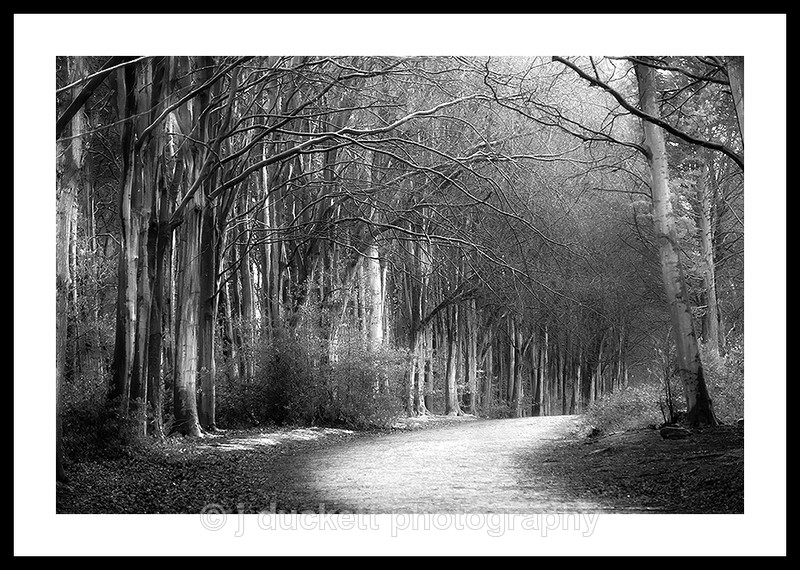  - Woodland Path