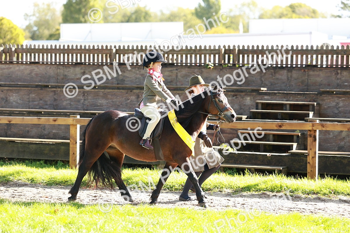 SBM_42123 - S32 - Mountain & Moorland Working Hunter Pony