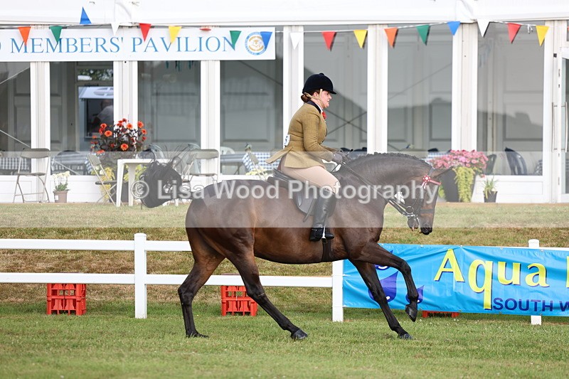 3E7A7841 - Class 1: Rising Star Small Hack/Riding Horses