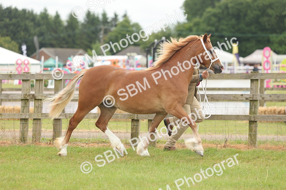 SBM_02435 - Class 50-57 - M&M Welsh Pony In Hand