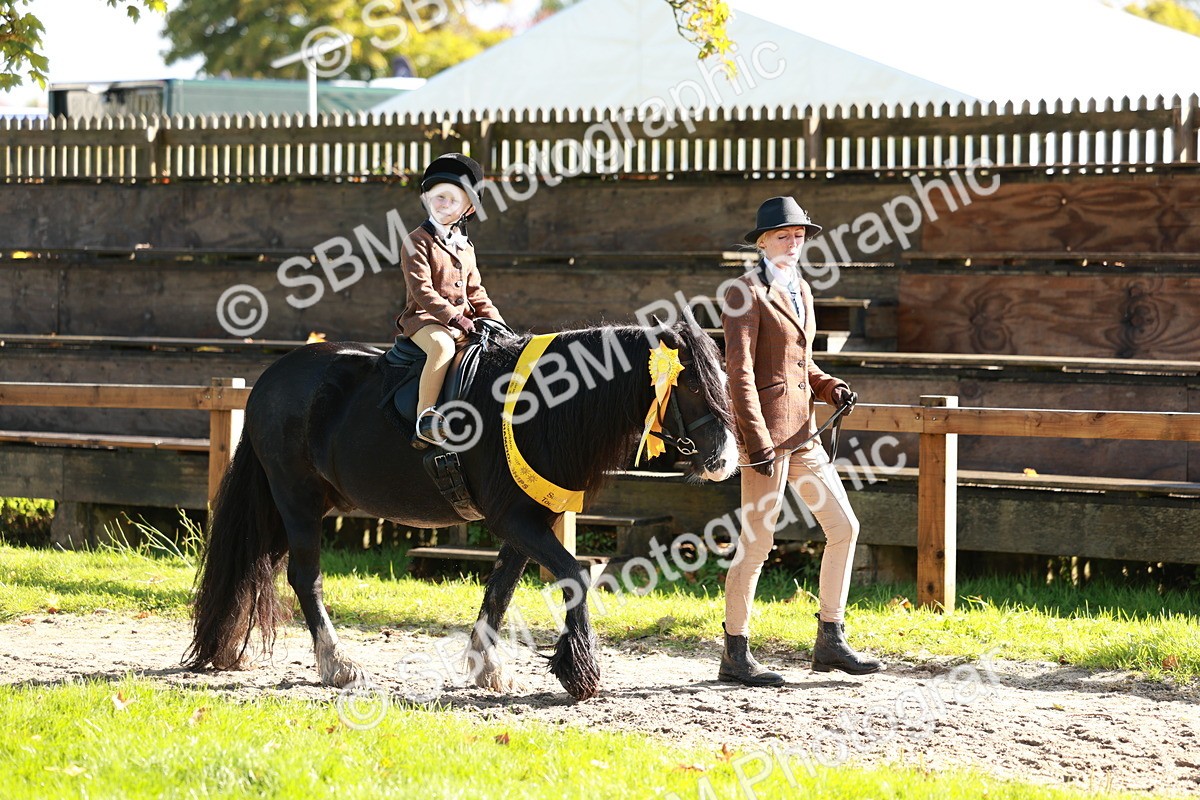 SBM_42088 - S32 - Mountain & Moorland Working Hunter Pony