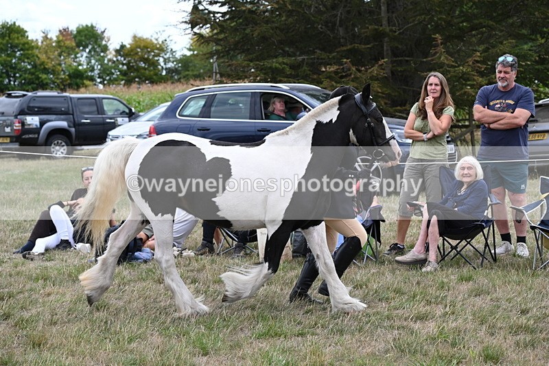 WJ6_5232 - Class 18 In-hand Coloured