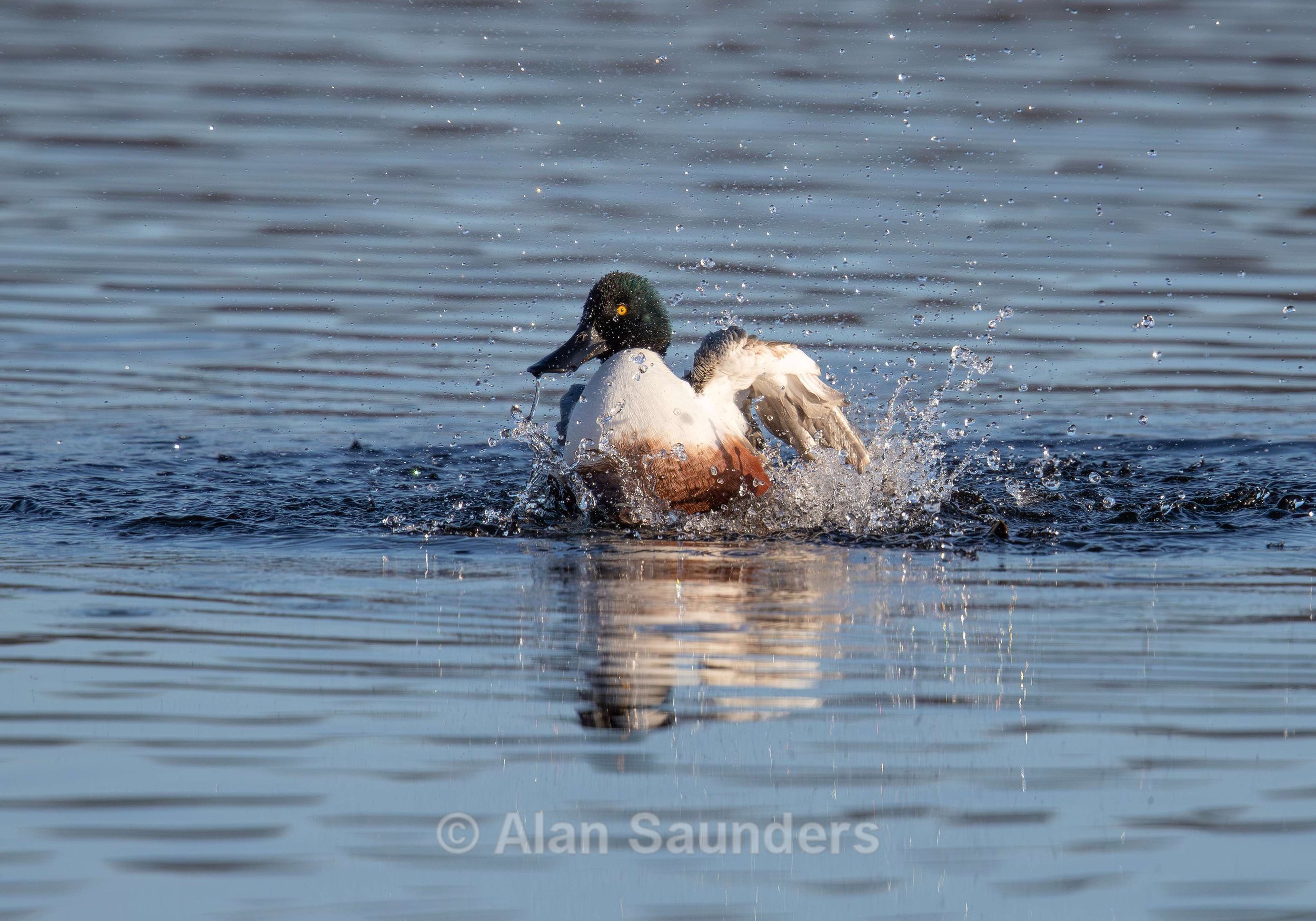 Northern shoveler 2