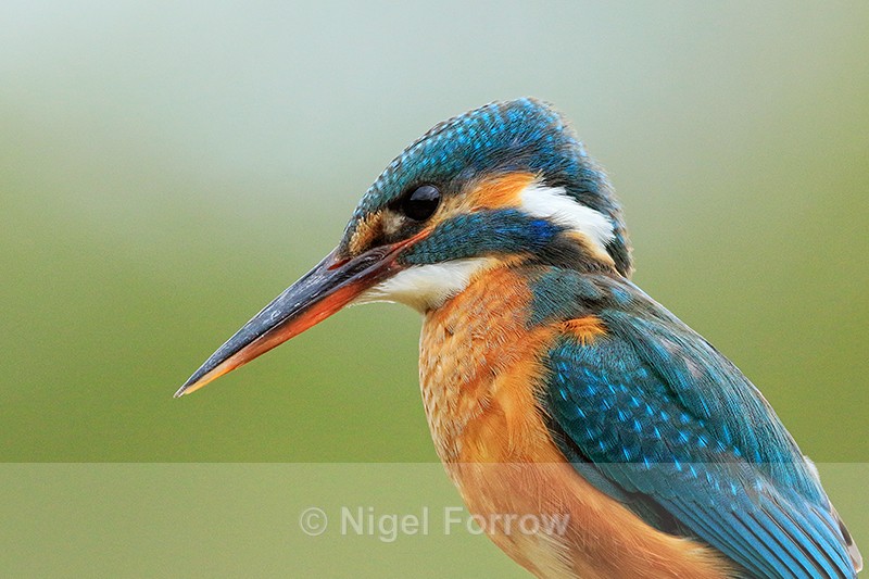 Kingfisher (female) close-up, Scotland - Kingfisher
