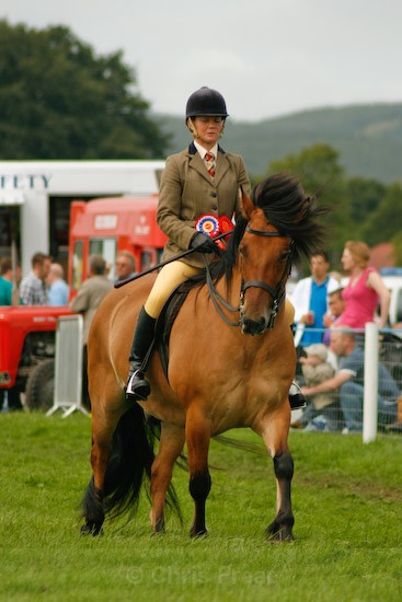 13 - Equestrian Photography