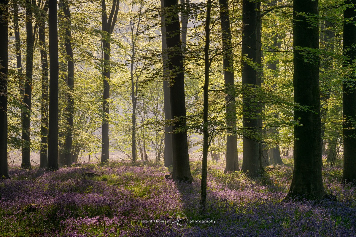 Top Edge - Micheldever Wood - BlueWood
