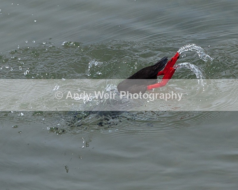 20110614-IMG_4645 - Guillemots