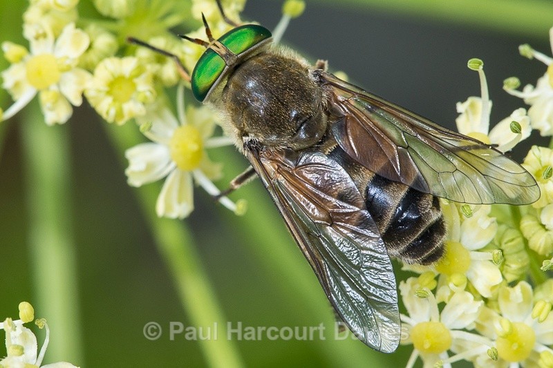  - Bugs: Macro insects