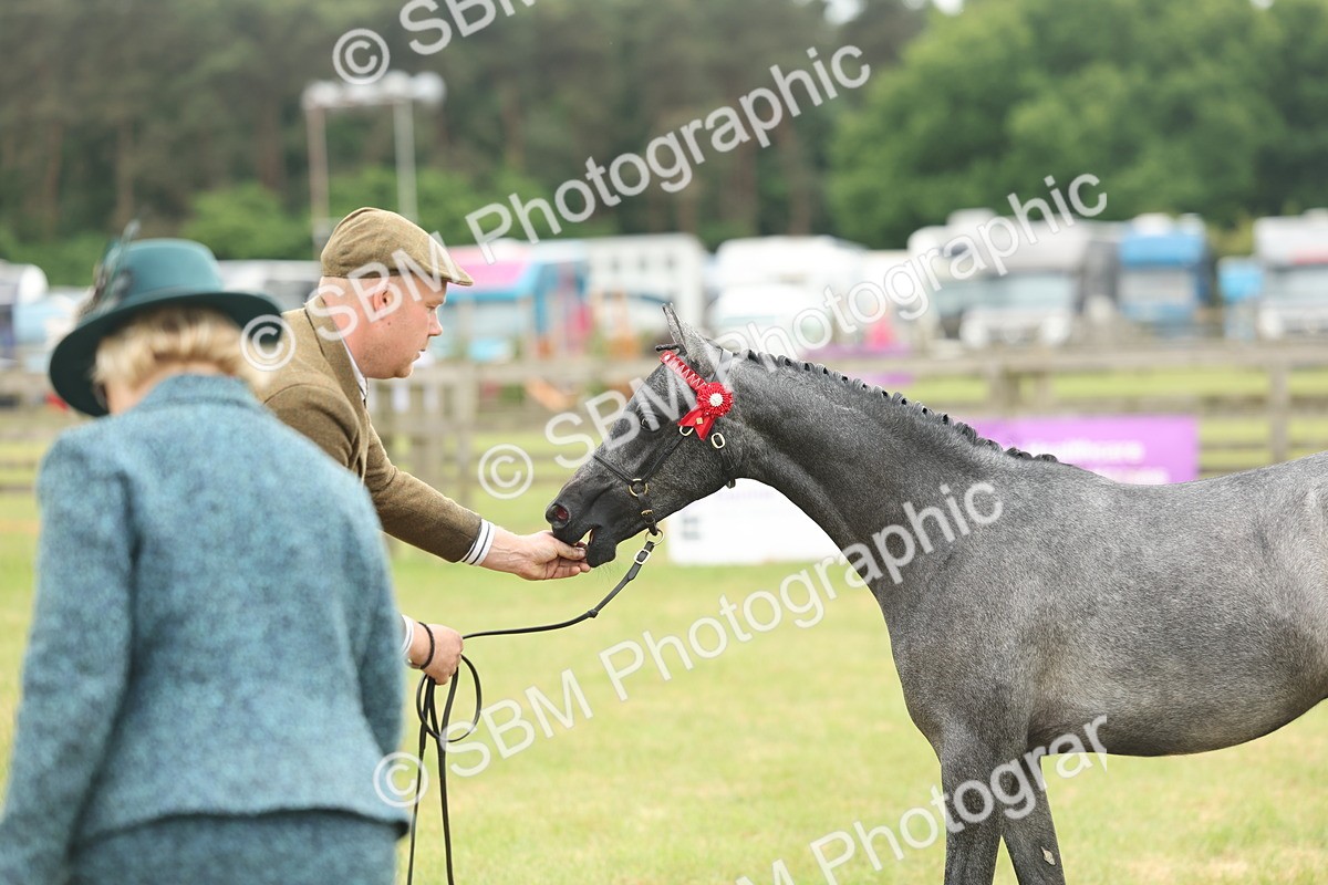 SBM_05358 - Class 68-73 - Riding Pony Breeding