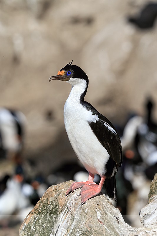 Imperial Shag standing on rock, Carcass Island, Falklands - Imperial Shag