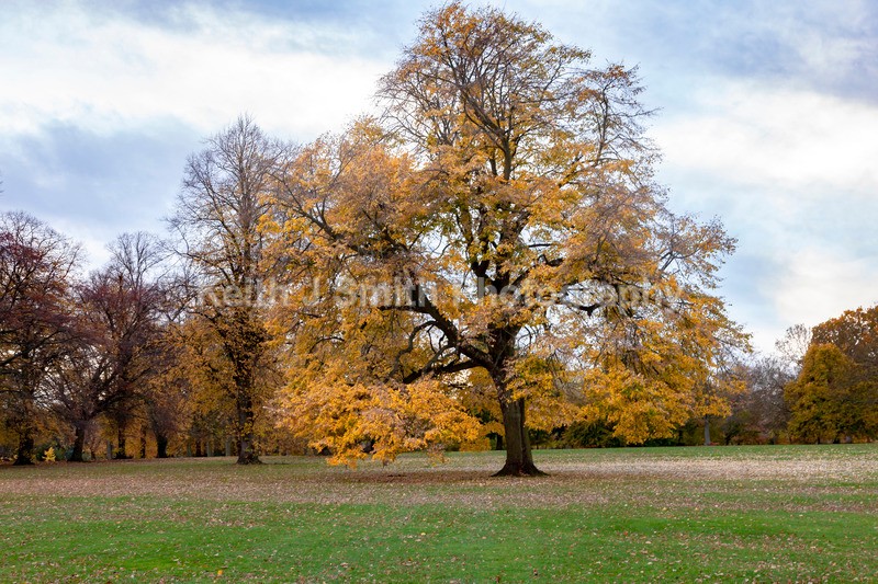 9SKJ0178 - Trees in Abington Park