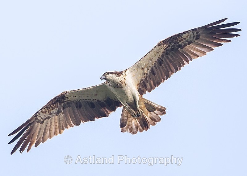 Astland Photography, Bird and Wildlife Images, Susan and Peter Wilson, U.K.