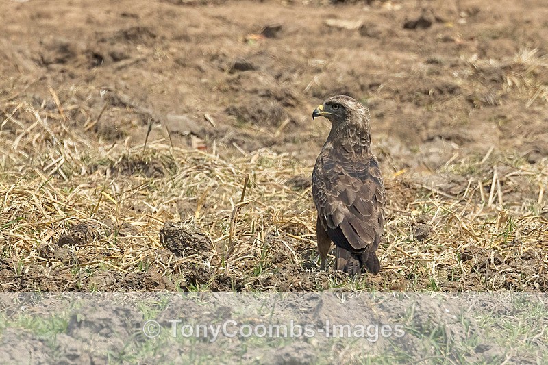 Western Snake Eagle - Mana Pools ~ The Birds