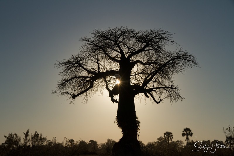 Baobab Tree in the Okavango Delta
