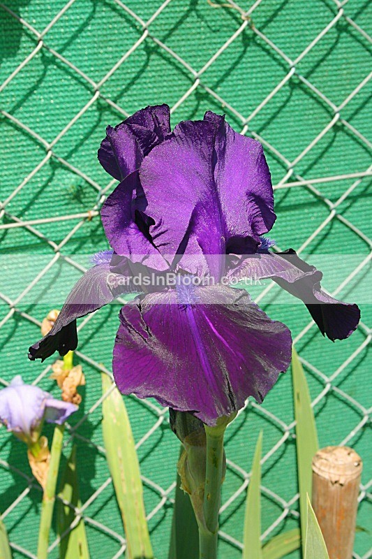 1033 - IRISES