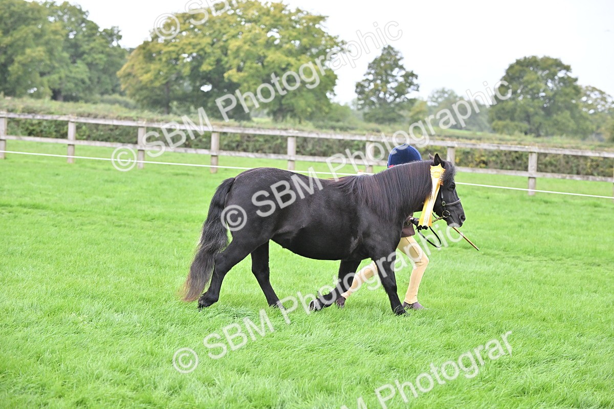 SBM_61108 - S48 - Mountain & Moorland In Hand Small Breeds