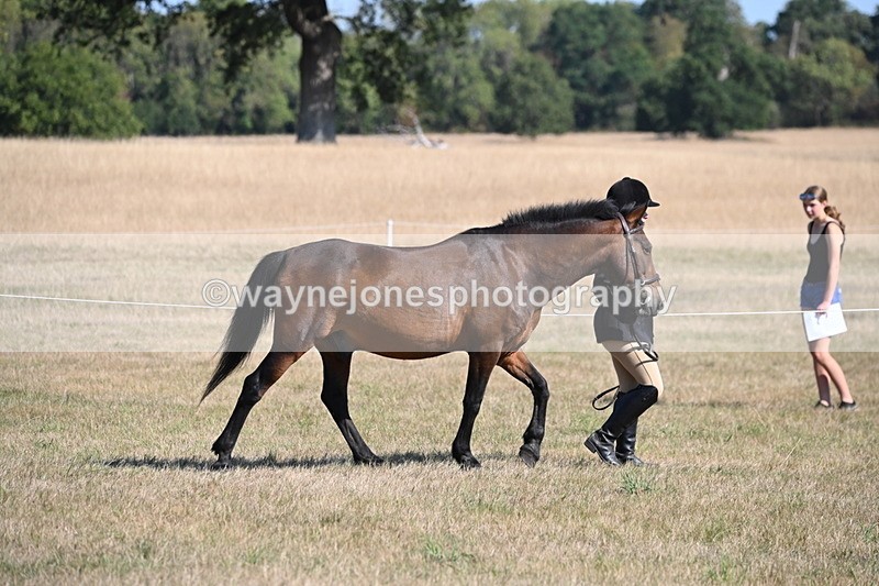 WJ6_7412 - Class 34 Judges Choice