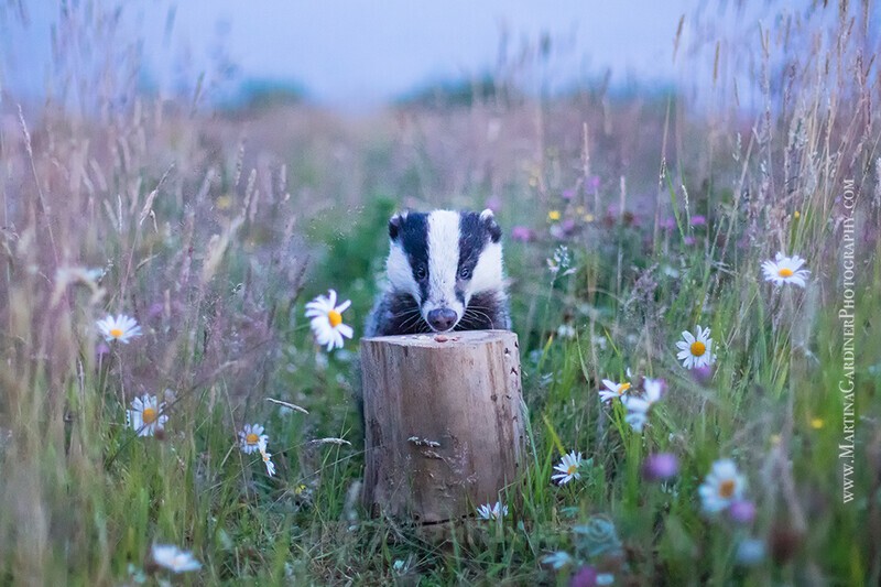 Badger in Wild Flowers - Ireland by Day