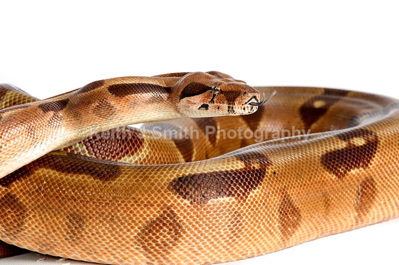 1KJS0177 - Roaming Reptile Show