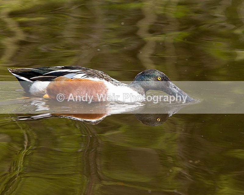 20140419-3K8A0451 - Waterfowl