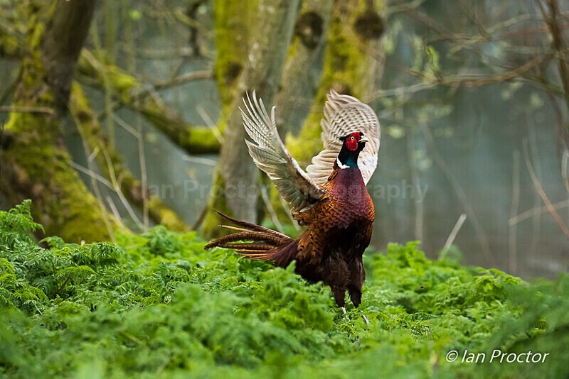 Pheasant Wingflap - 6 of 9 - Nature