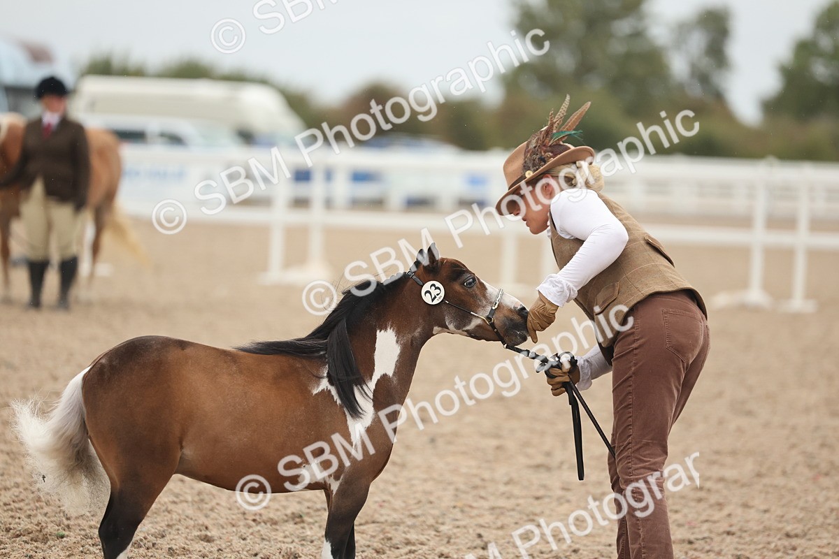SBM_19365 - Class 317 - IH Pure Bred Horse-Pony