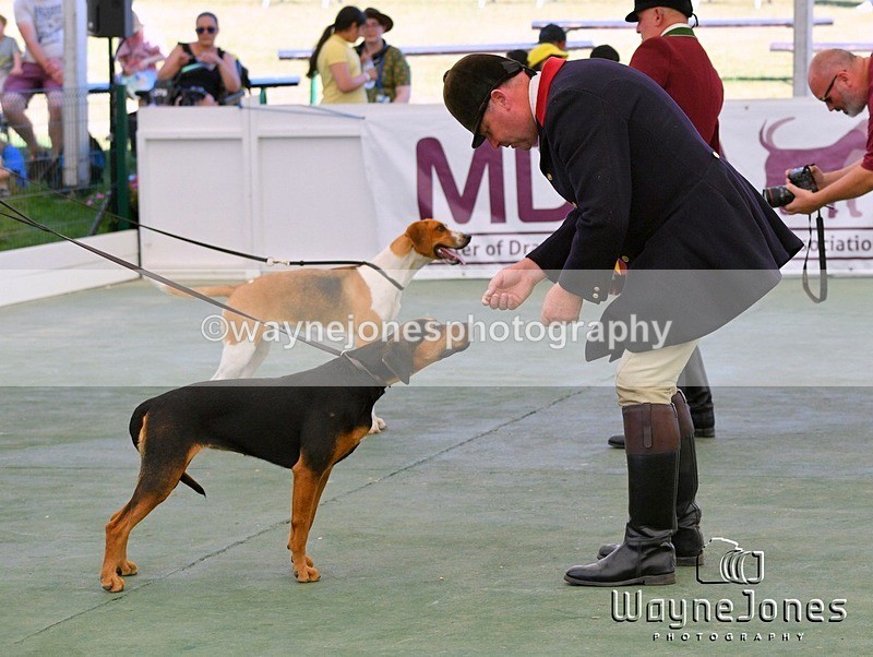 WJ5_0974 - Berks & Bucks at the Great Yorkshire Show 2025