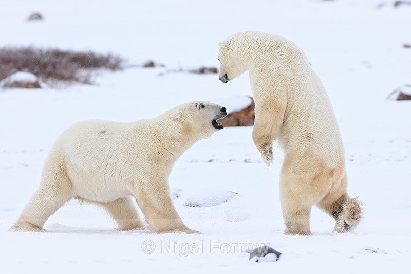 Polar Bear rises above another during sparring, Churchill, Canada - Polar Bear