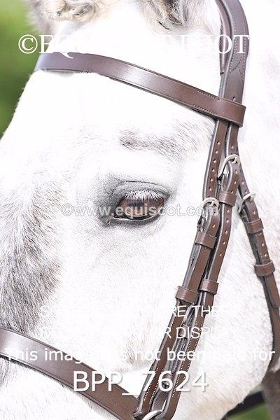 BPP_7624 - RING 1  (RIDDEN HORSES / IN HAND / VETERAN ETC)