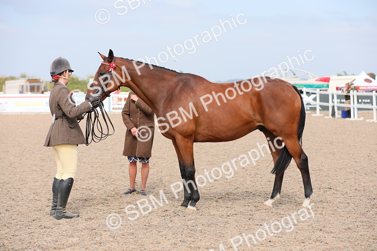 SBM_15951 - Class 313 IH Retired Racehorse
