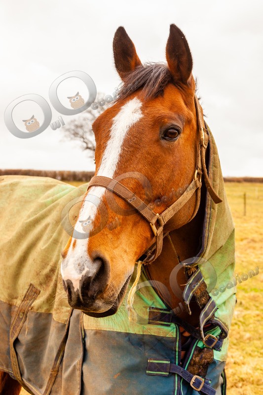 Horse_2031 - Pet Photography