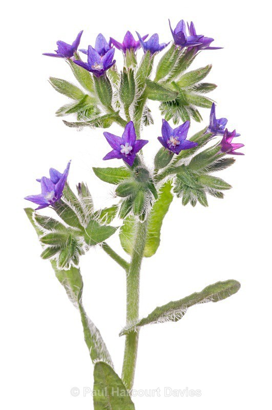 Italian Bugloss (Anchusa hybrida) MYN in the garden at Podere Montecucco, Orvieto - Plants - WB