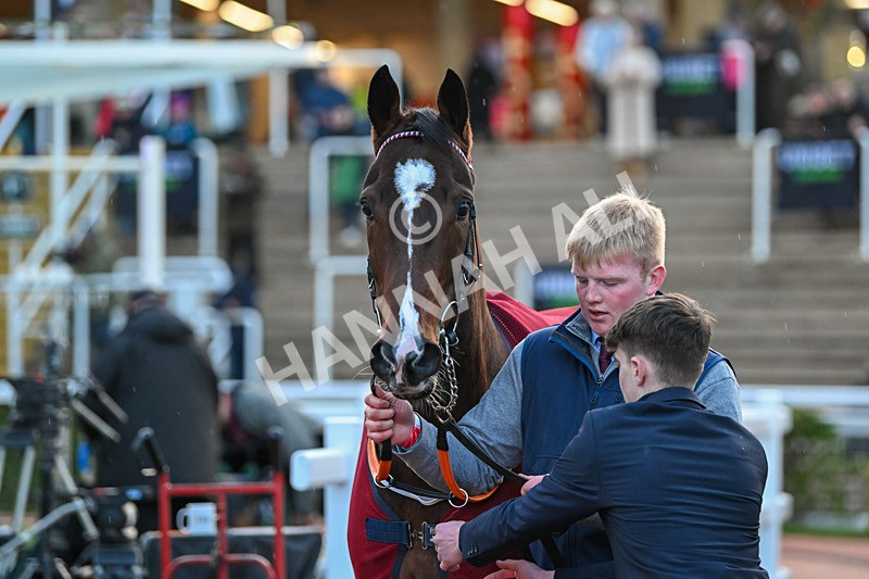 171124-Race 6-Paddock-Minella Hollow-4496