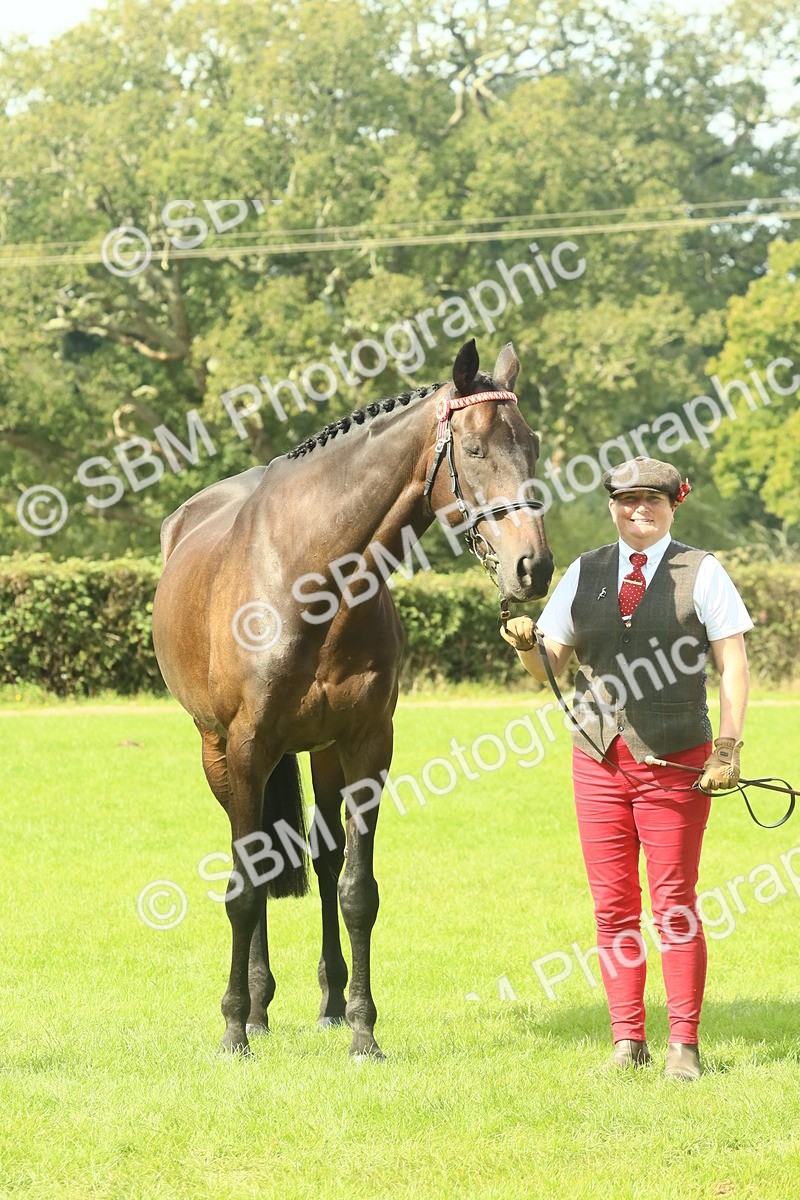 SBM_66408 - S34 - Rehabilitated Rescue Horse & Pony In Hand & Ridden