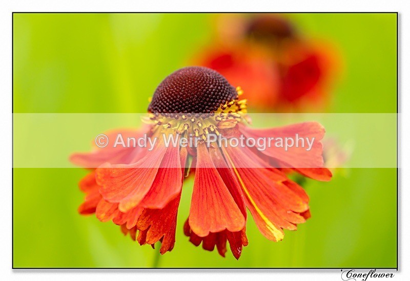 190710-untitled-1L4A2300-Edit - Plants & Flowers