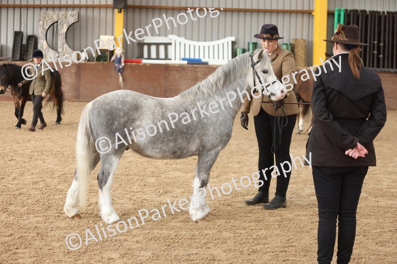 20251109-0634 - Class 22 - Geldings 4 Years and over