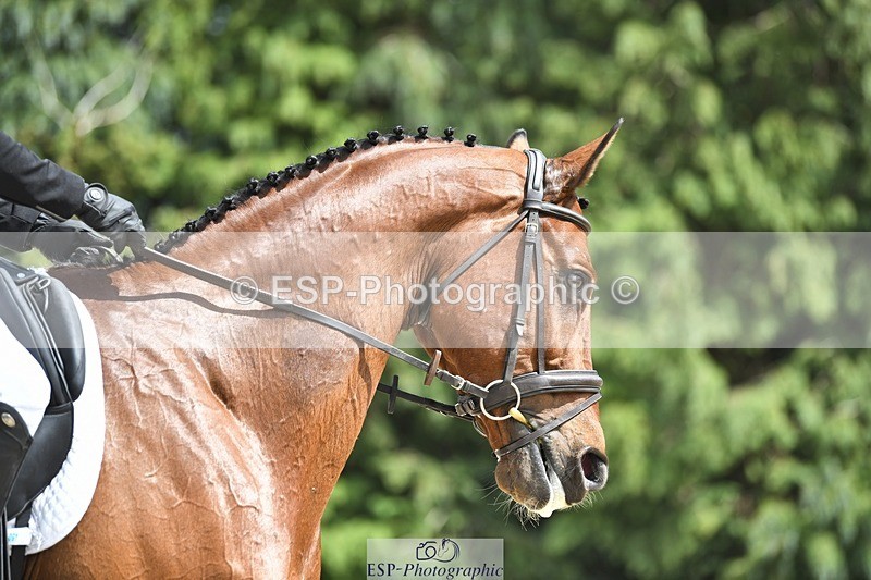 230525-140646-03090 - 318-JUST_HAVE_FAITH_TN-Alfie_Marshall-WEDTrotUp+DR