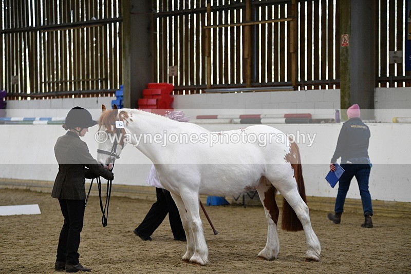 WJ5_5060 - Class 7 In hand coloured / odd coloured