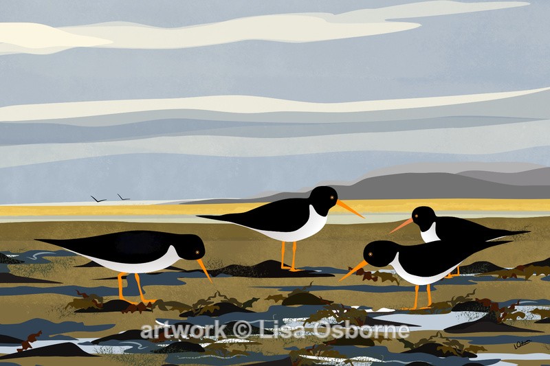Oystercatchers at the shoreline - Birds