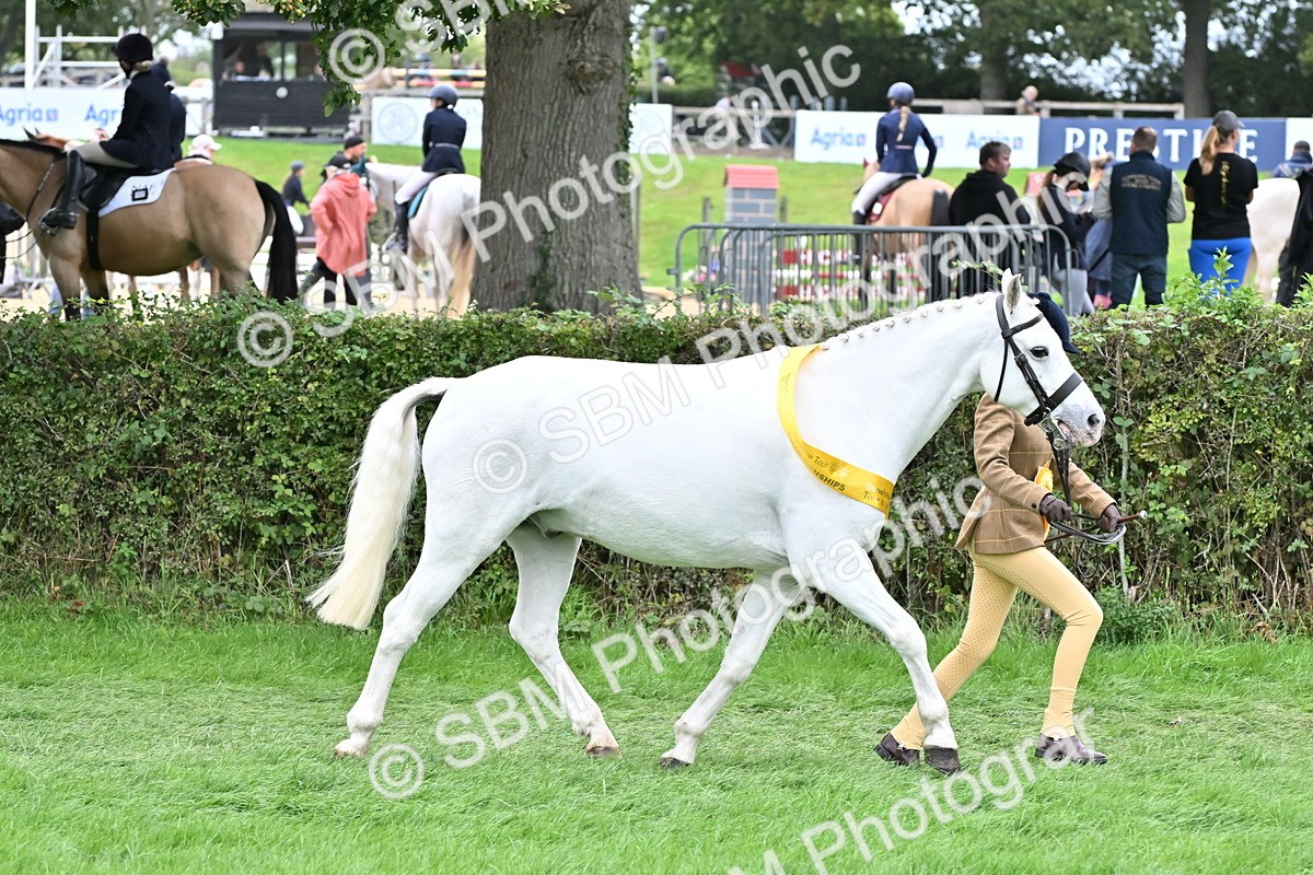 SBM_64986 - In Hand Pony & Younstock Supreme Championship
