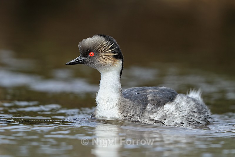 Silvery Grebe, Sea Lion Island, The Falkland Islands - Silvery Grebe