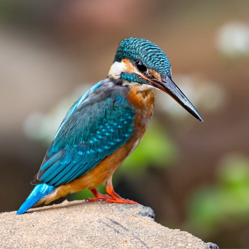  - Indian Safari 2017